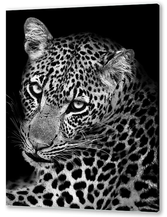 Постер (плакат) - Леопард