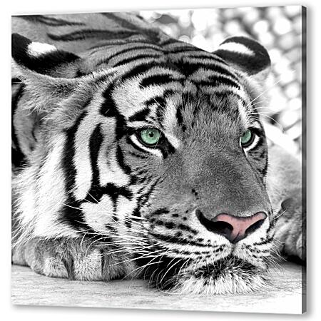 Зеленоглазый тигр