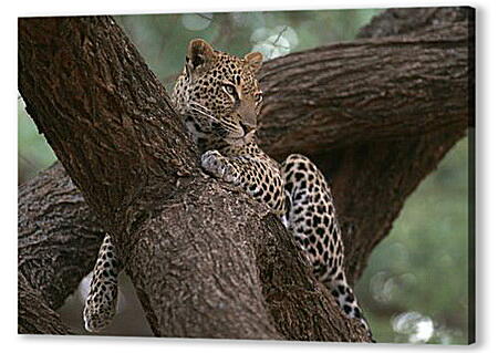Постер (плакат) - Леопард отдыхает