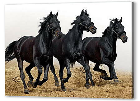 Три черных коня
