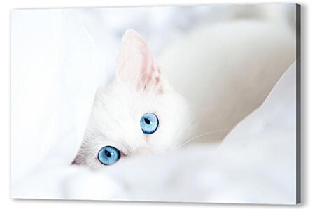 Постер (плакат) - Голубоглазый котенок