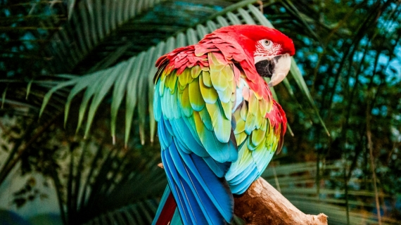 Постер (плакат) Попугай Ара разноцветный