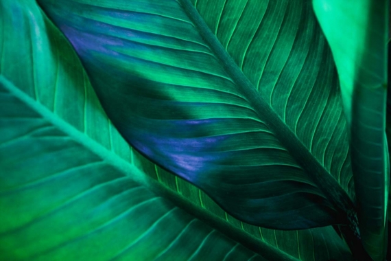 Постер (плакат) Темные зеленые листья тропические