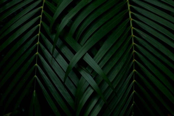 Постер (плакат) Листья пальмы