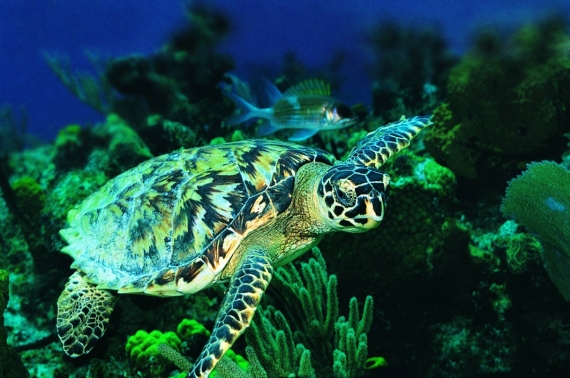 Постер (плакат) Зеленая морская черепаха