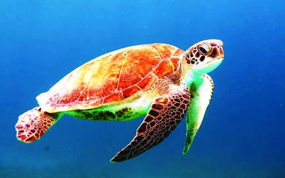 Постер (плакат) Морская черепаха