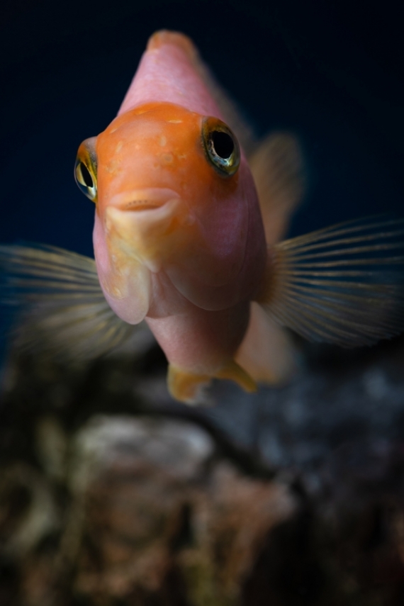 Постер (плакат) Рыбка