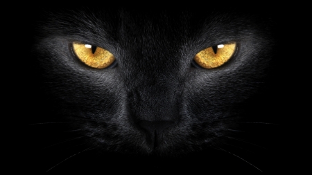 Постер (плакат) Взгляд черного кота