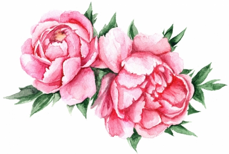 Постер (плакат) Розовые пионы
