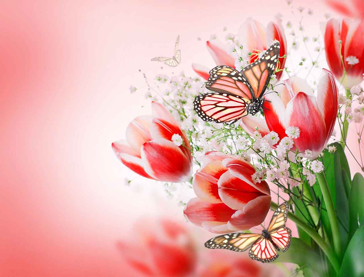 Постер (плакат) Бабочки и тюльпаны 
