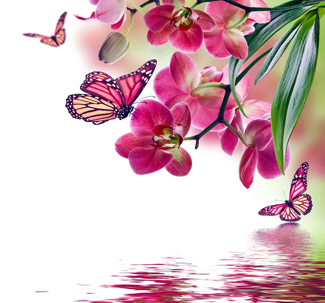 Постер (плакат) Розовые бабочки и орхидеи 
