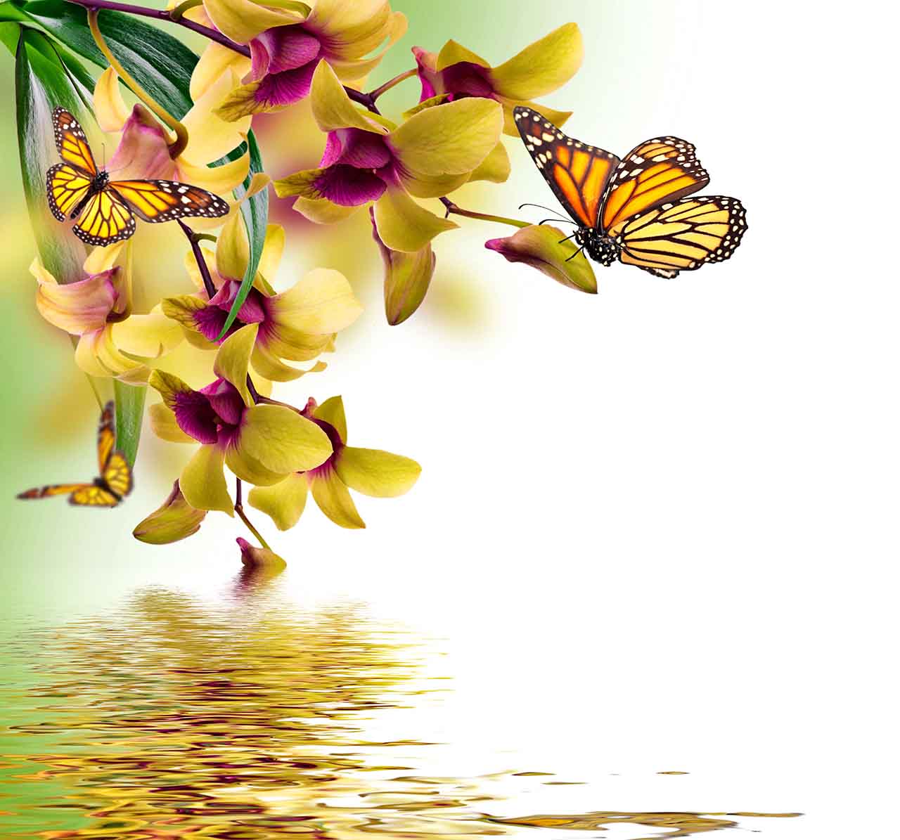 Постер (плакат) Желтые орхидеи и бабочки 
