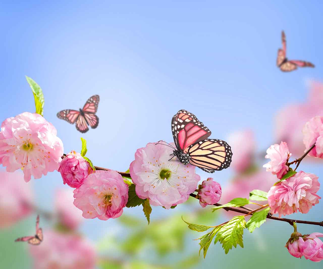 Постер (плакат) Бабочки и розовые цветы 

