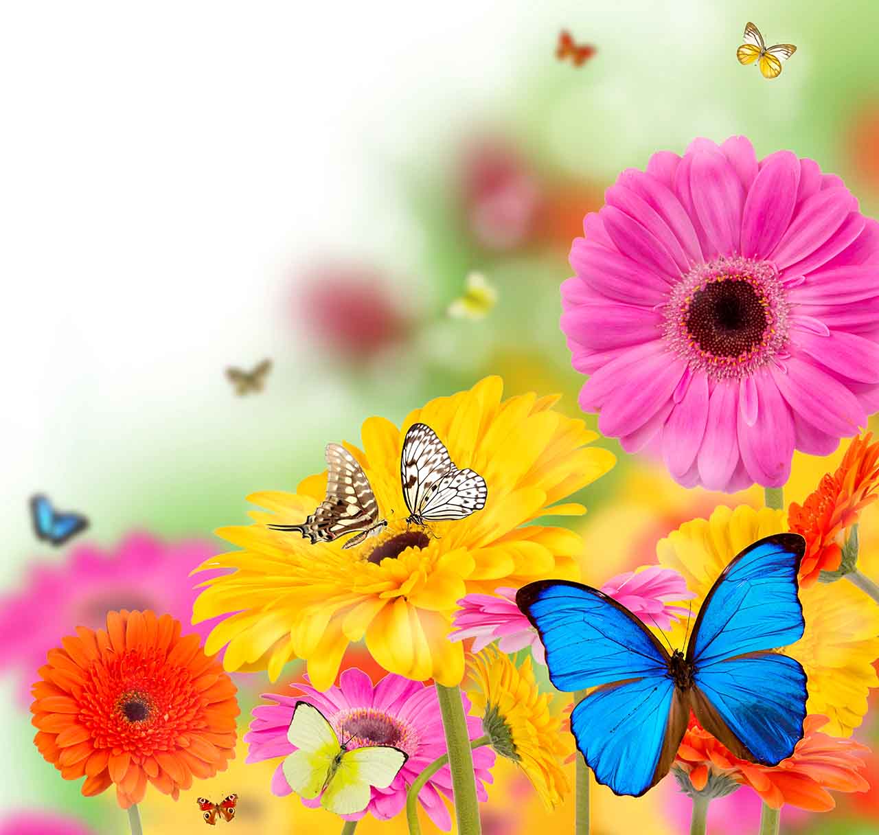 Постер (плакат) Разноцветные бабочки и герберы 
