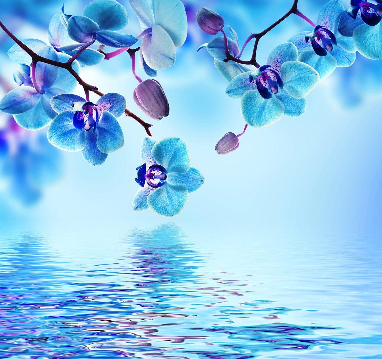 Постер (плакат) Голубая орхидея над водой
