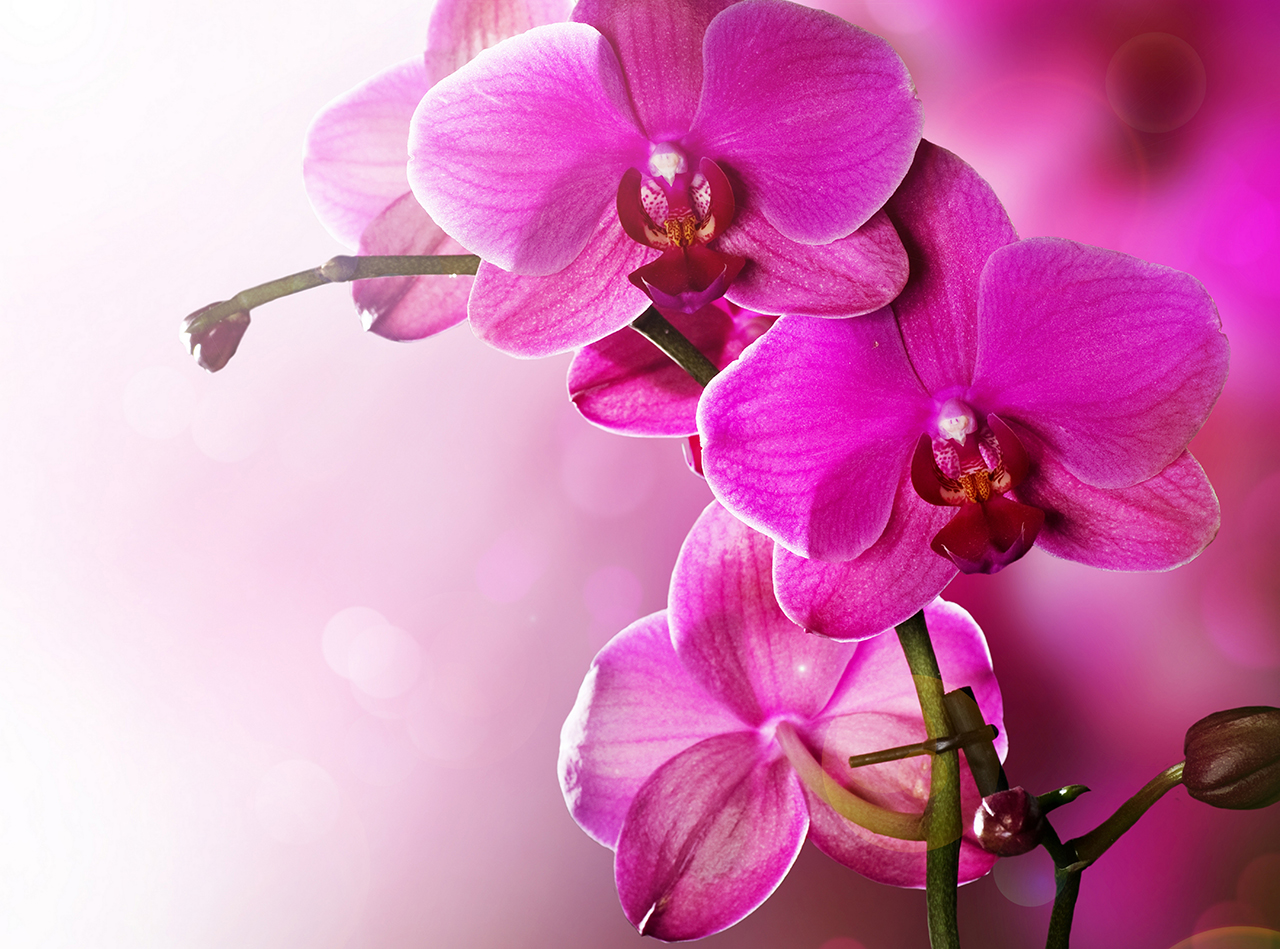 Постер (плакат) Розовая орхидея
