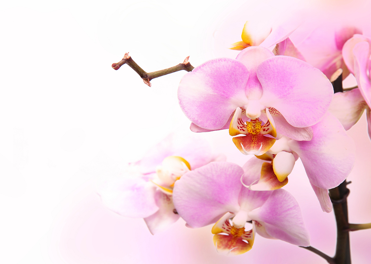 Постер (плакат) Нежная орхидея
