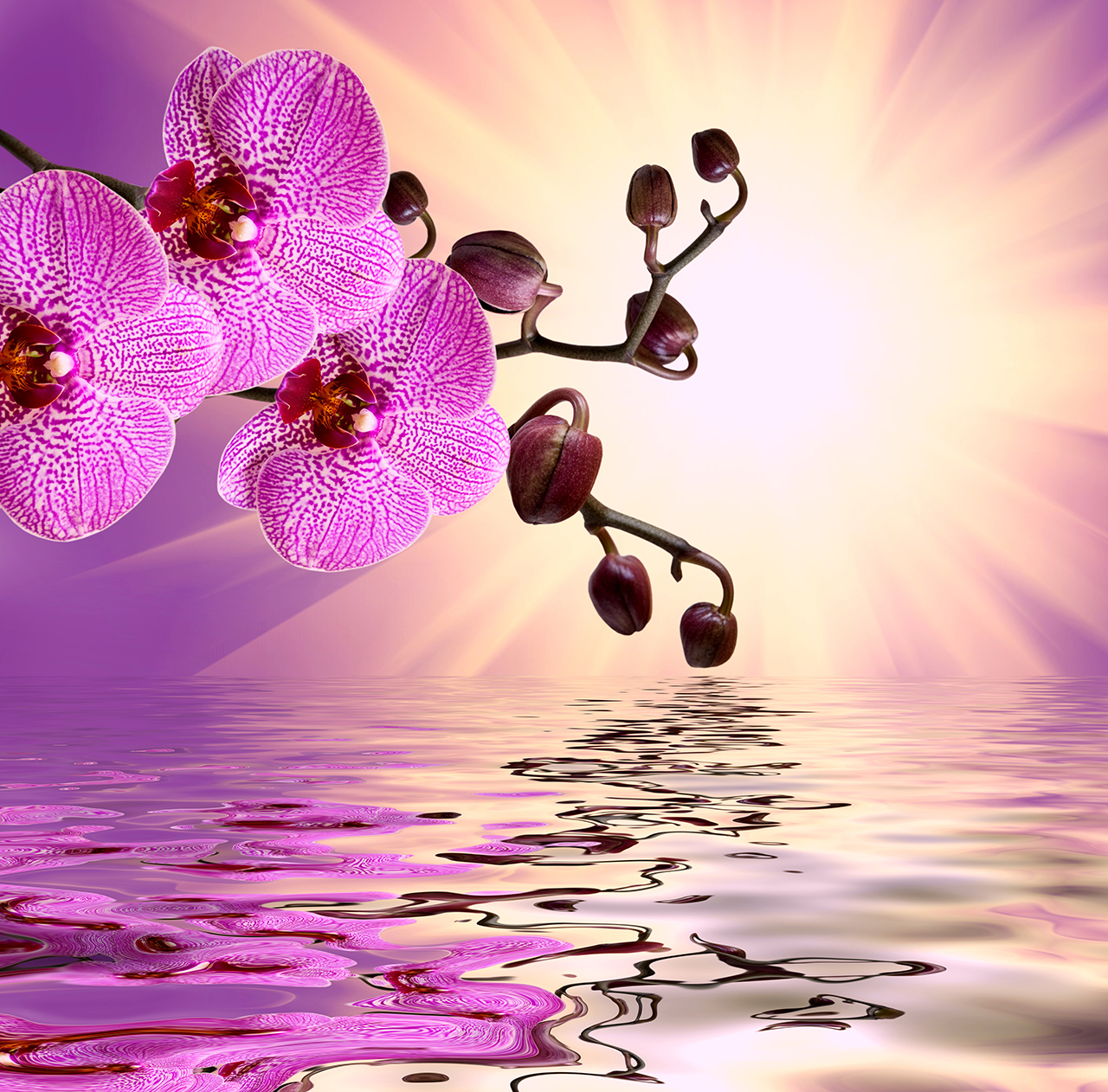 Постер (плакат) Розовая орхидея над водой
