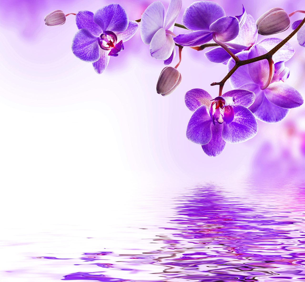 Постер (плакат) Фиолетовые орхидеи
