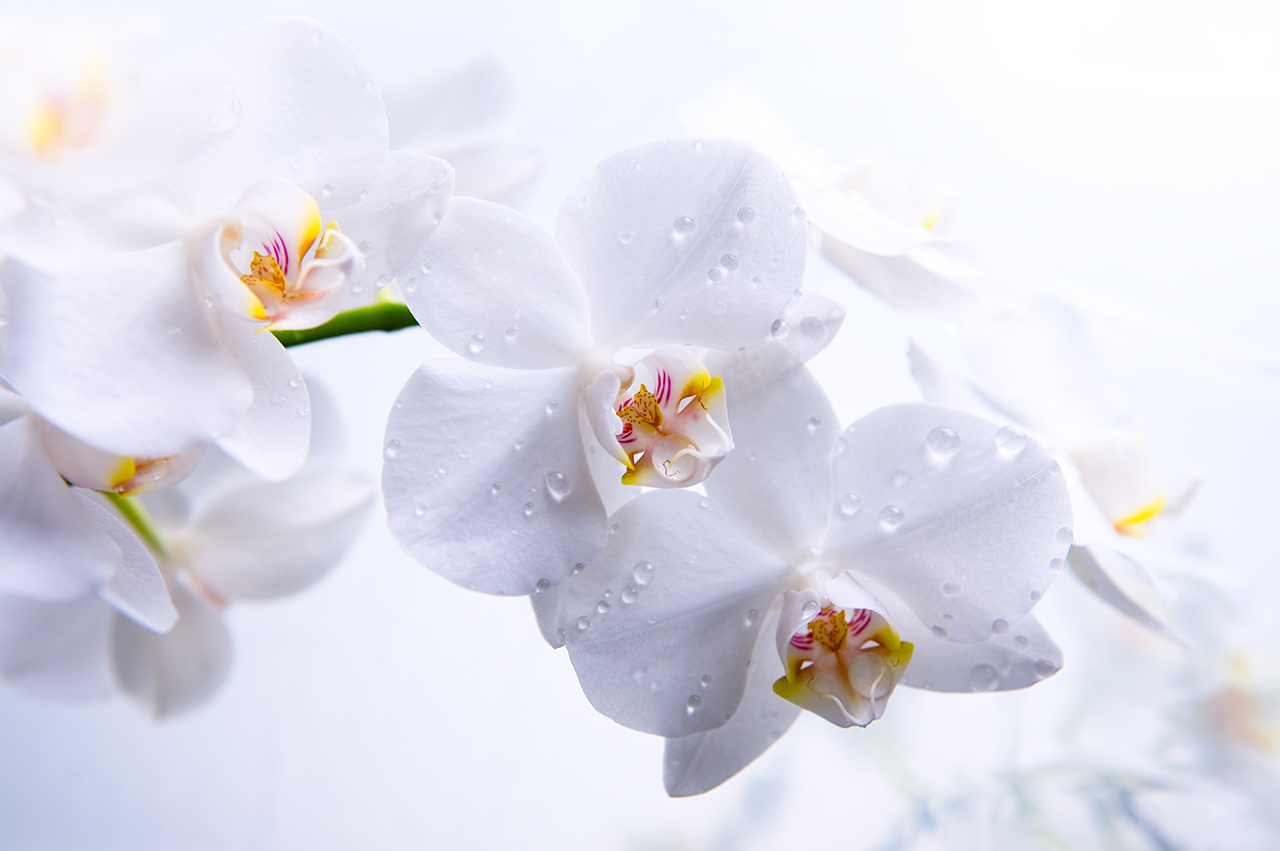 Постер (плакат) Белые орхидеи с каплями росы
