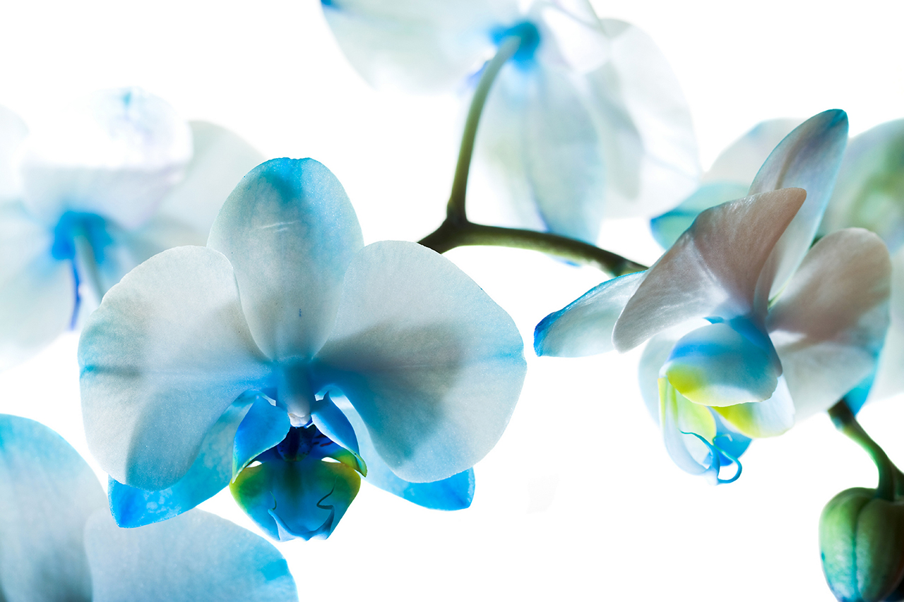 Постер (плакат) Бело-голубые орхидеи
