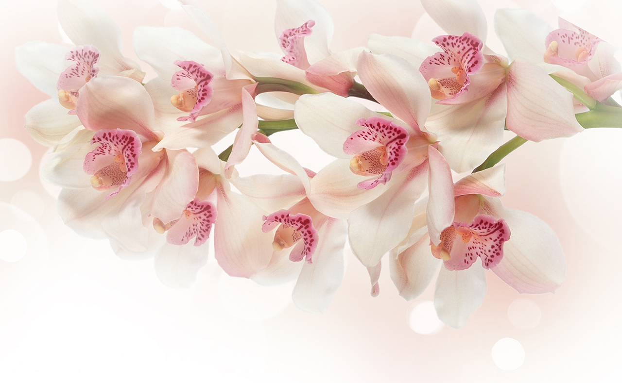 Постер (плакат) Белые орхидеи
