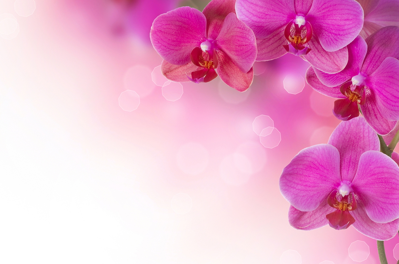 Постер (плакат) Розовые орхидеи
