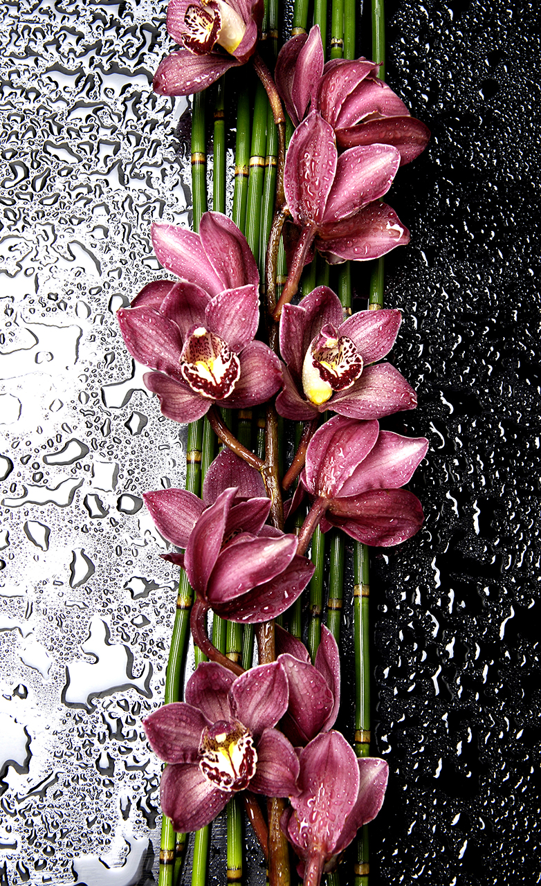 Постер (плакат) Орхидеи
