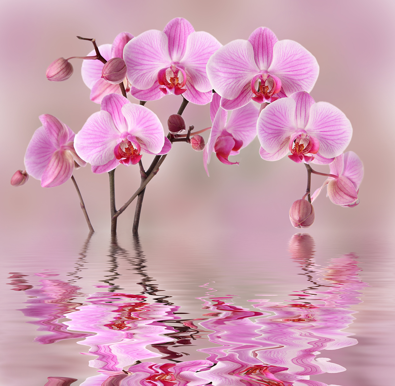 Постер (плакат) Орхидеи над водой
