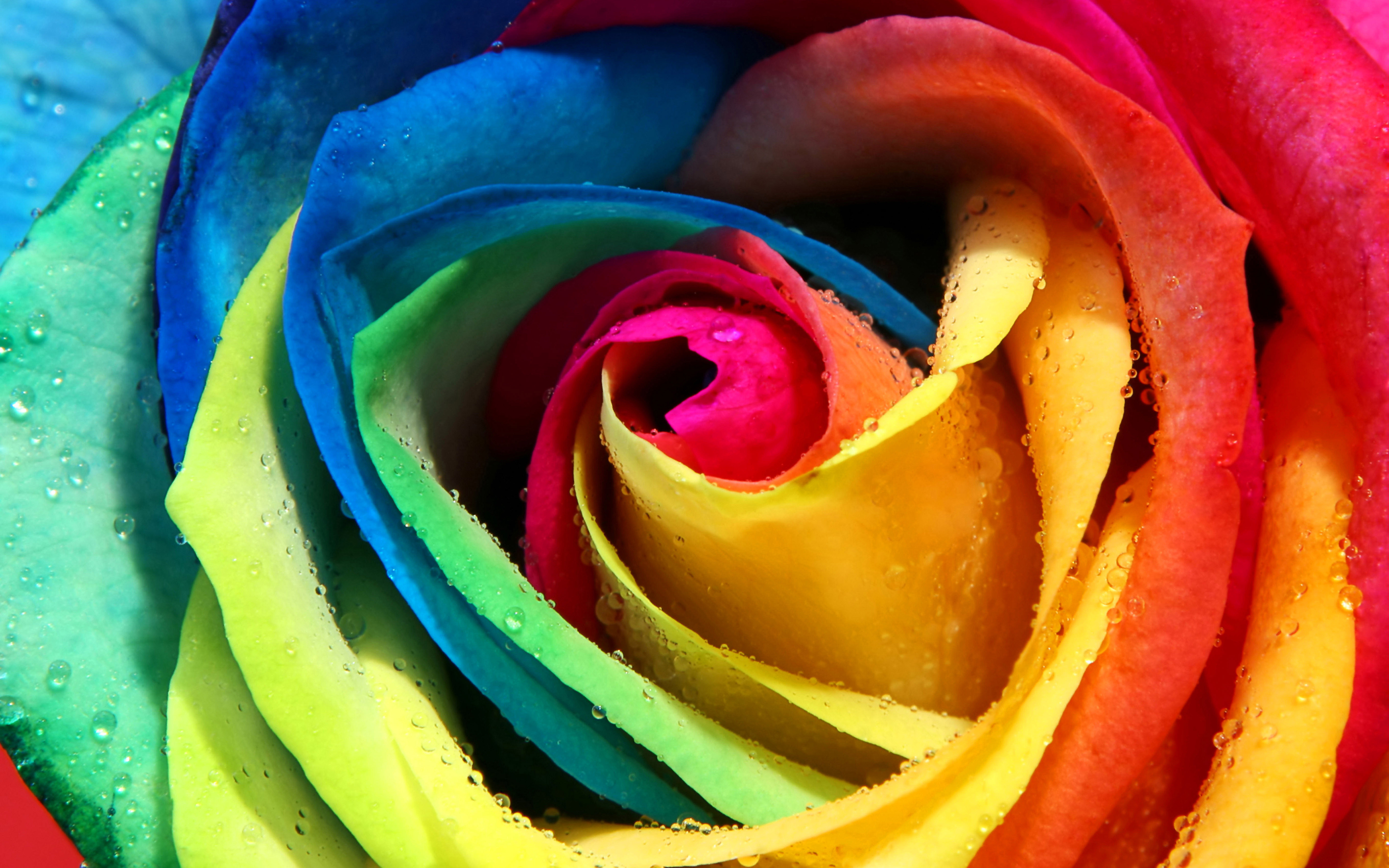 Постер (плакат) Разноцветная роза 
