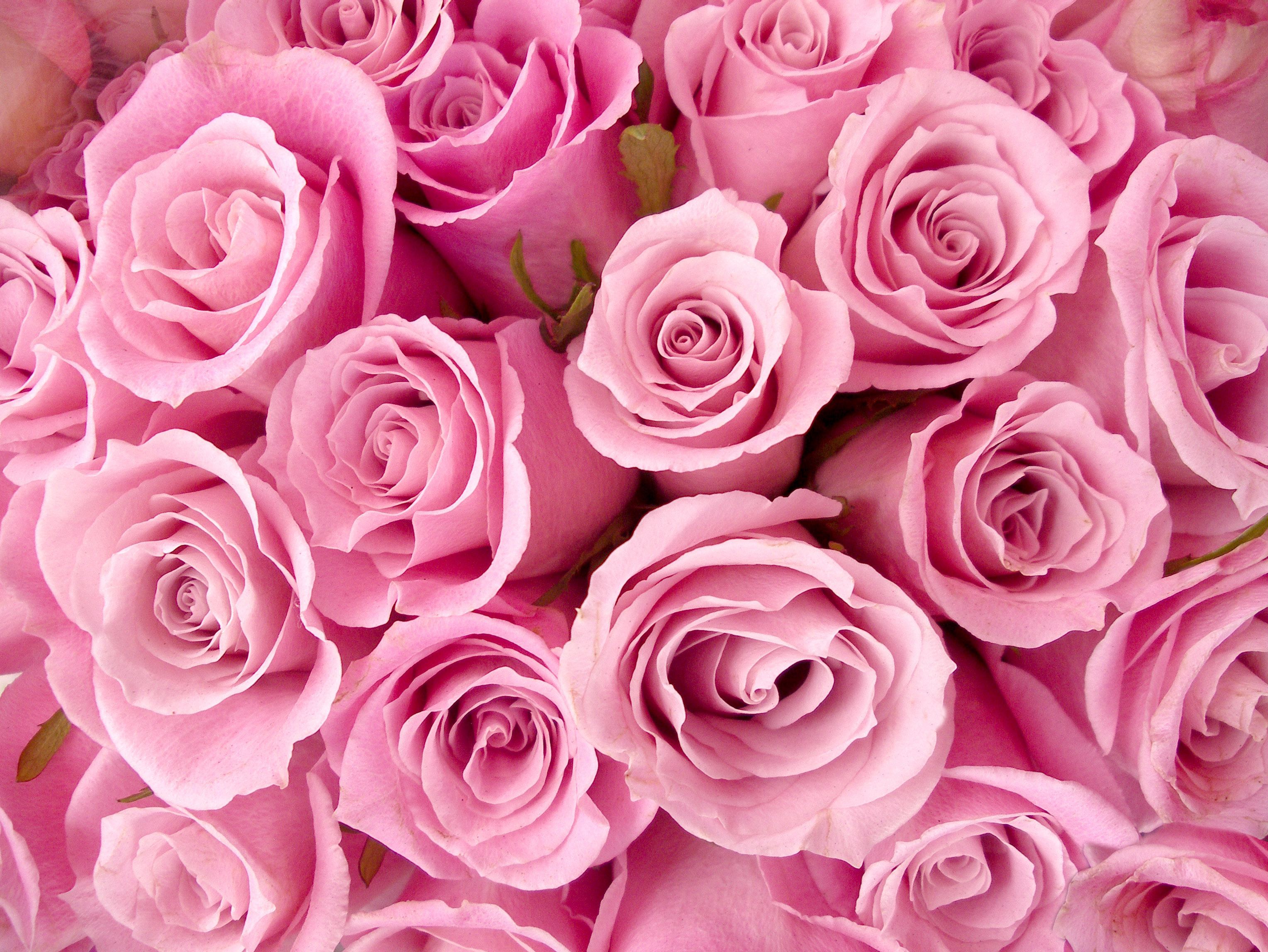 Постер (плакат) Букет розовых роз 
