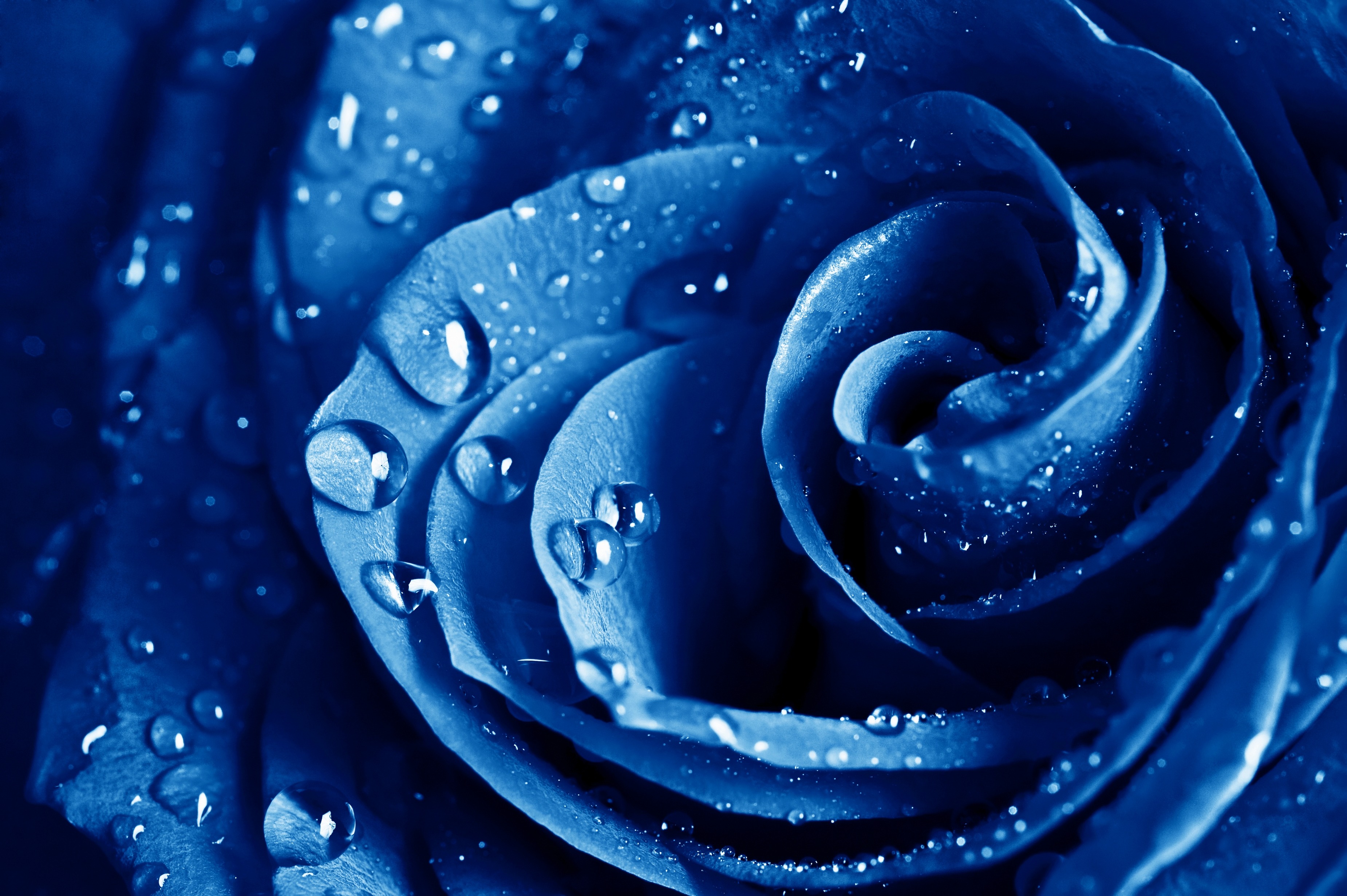 Постер (плакат) Синяя роза 
