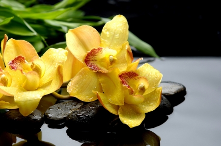 Постер (плакат) Желтые орхидеи на камнях