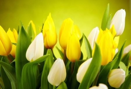 Постер (плакат) Белые и желтые тюльпаны