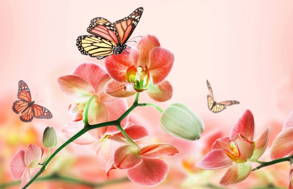 Постер (плакат) Орхидеи и бабочки