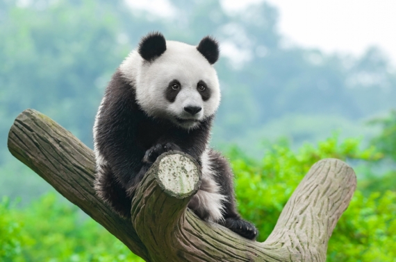 Постер (плакат) Панда на дереве