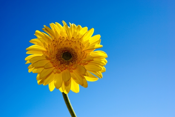 Постер (плакат) Солнечный цветок