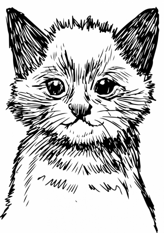 Постер (плакат) Котенок