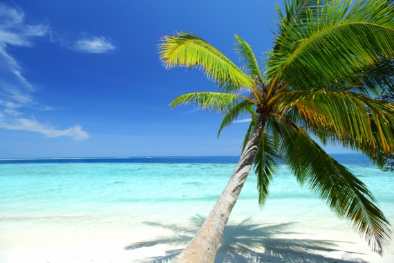 Постер (плакат) Пальма на Карибском берегу