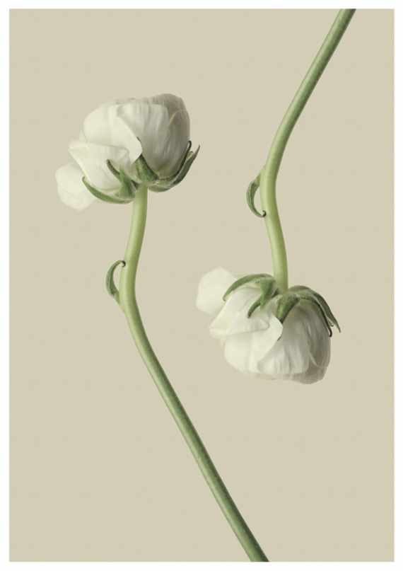 Постер (плакат) Белый цветок №3