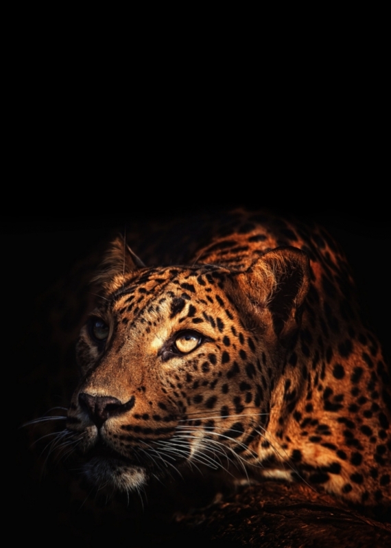 Постер (плакат) Леопард №3