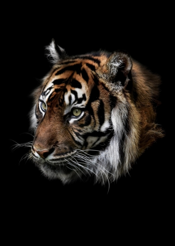 Постер (плакат) Тигр №3
