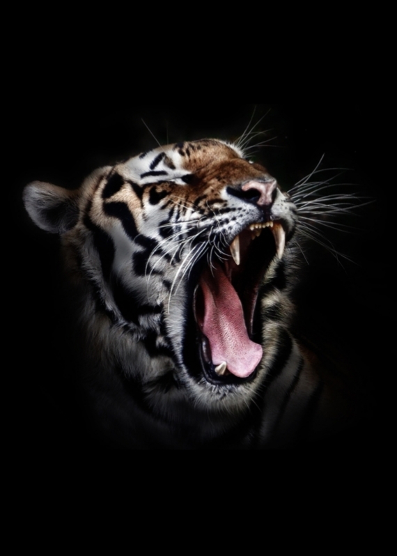 Постер (плакат) Тигр №1