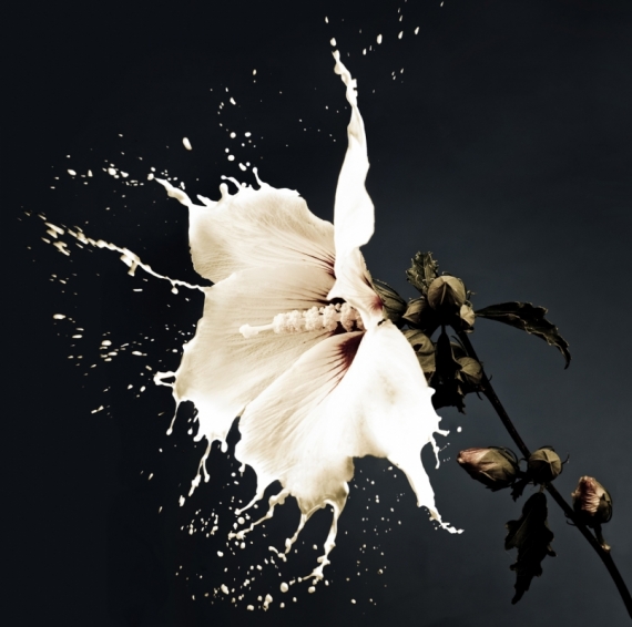 Постер (плакат) Цветок белый с брызгами