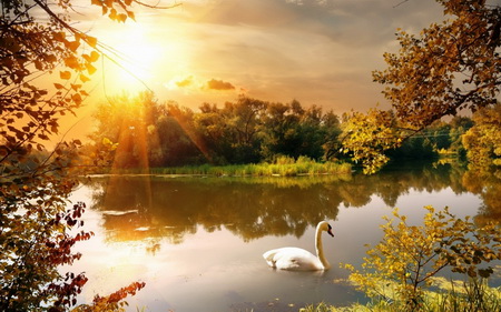 Постер (плакат) Осень. Лебедь на воде