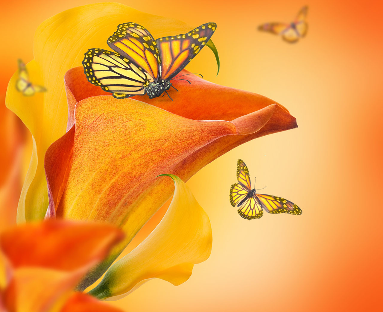 Постер (плакат) Бабочка опыляет цветок
