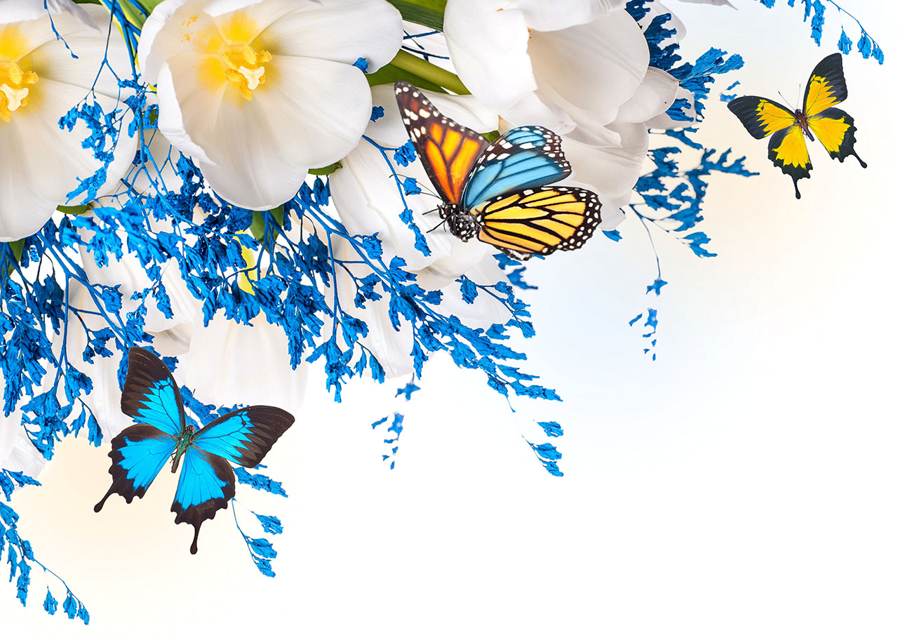 Постер (плакат) Бабочки разных цветов
