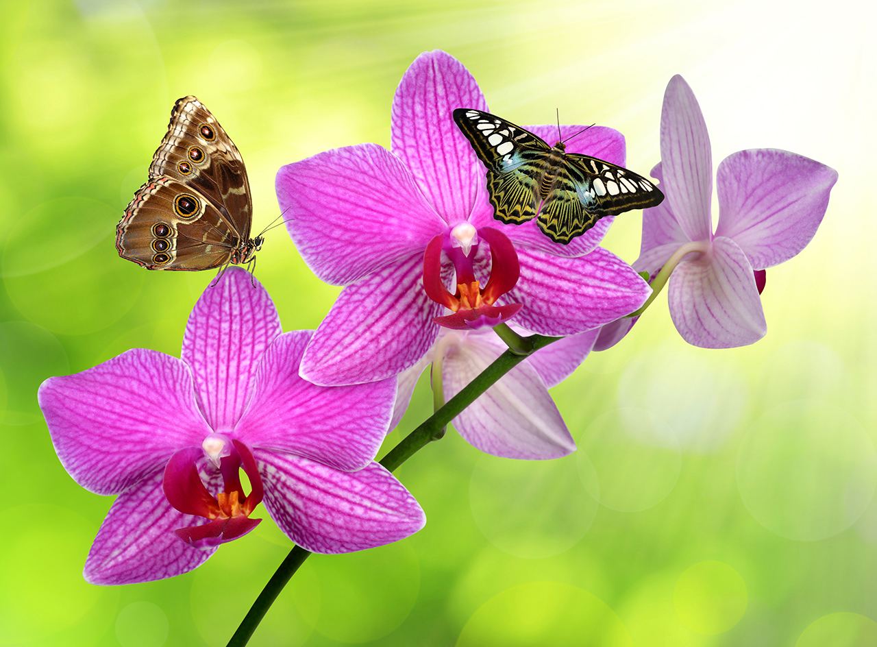 Постер (плакат) Две бабочки на орхидее
