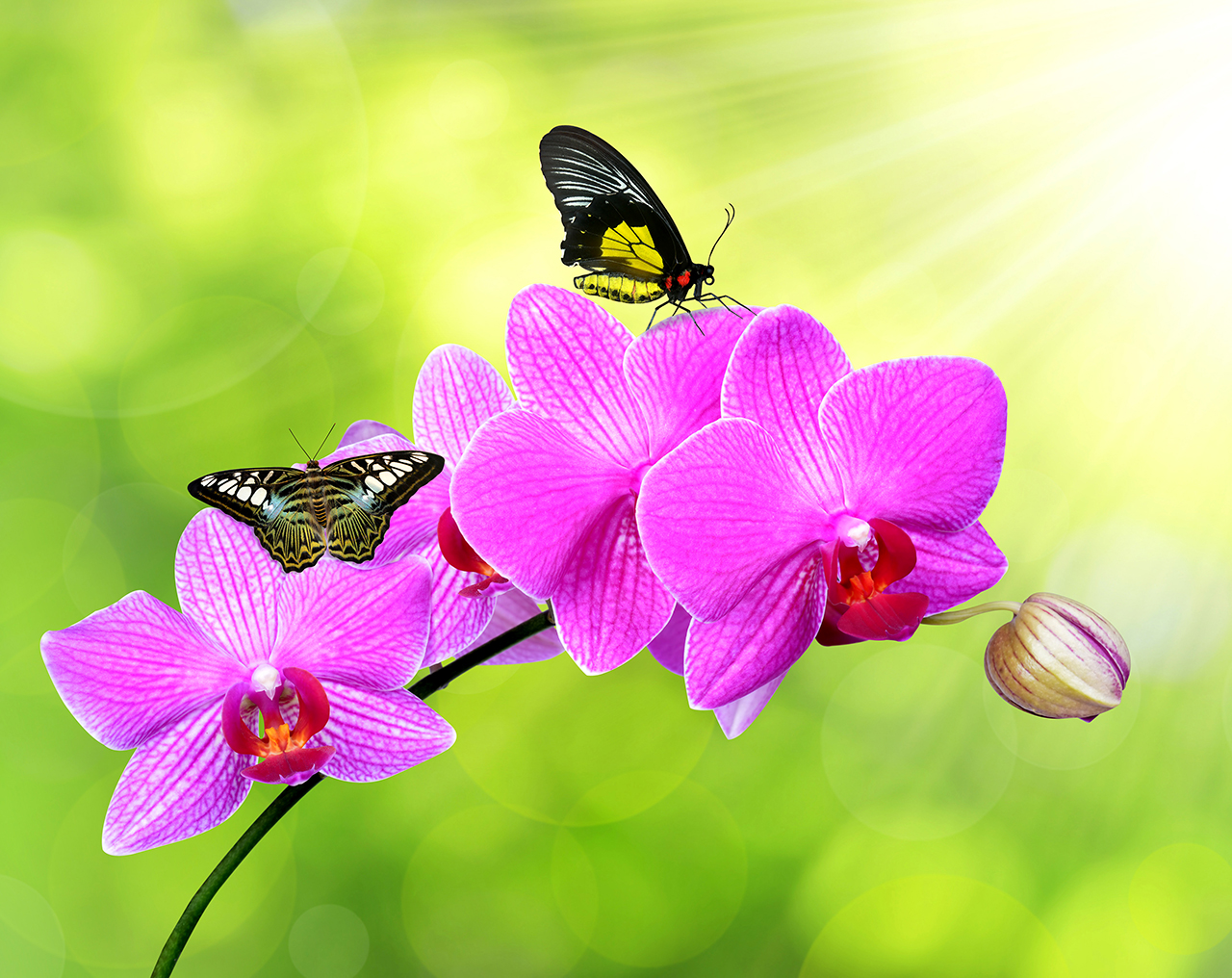 Постер (плакат) Цветы орхидеи и бабочка
