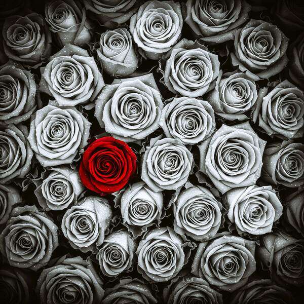 Постер Букет роз, чб постер